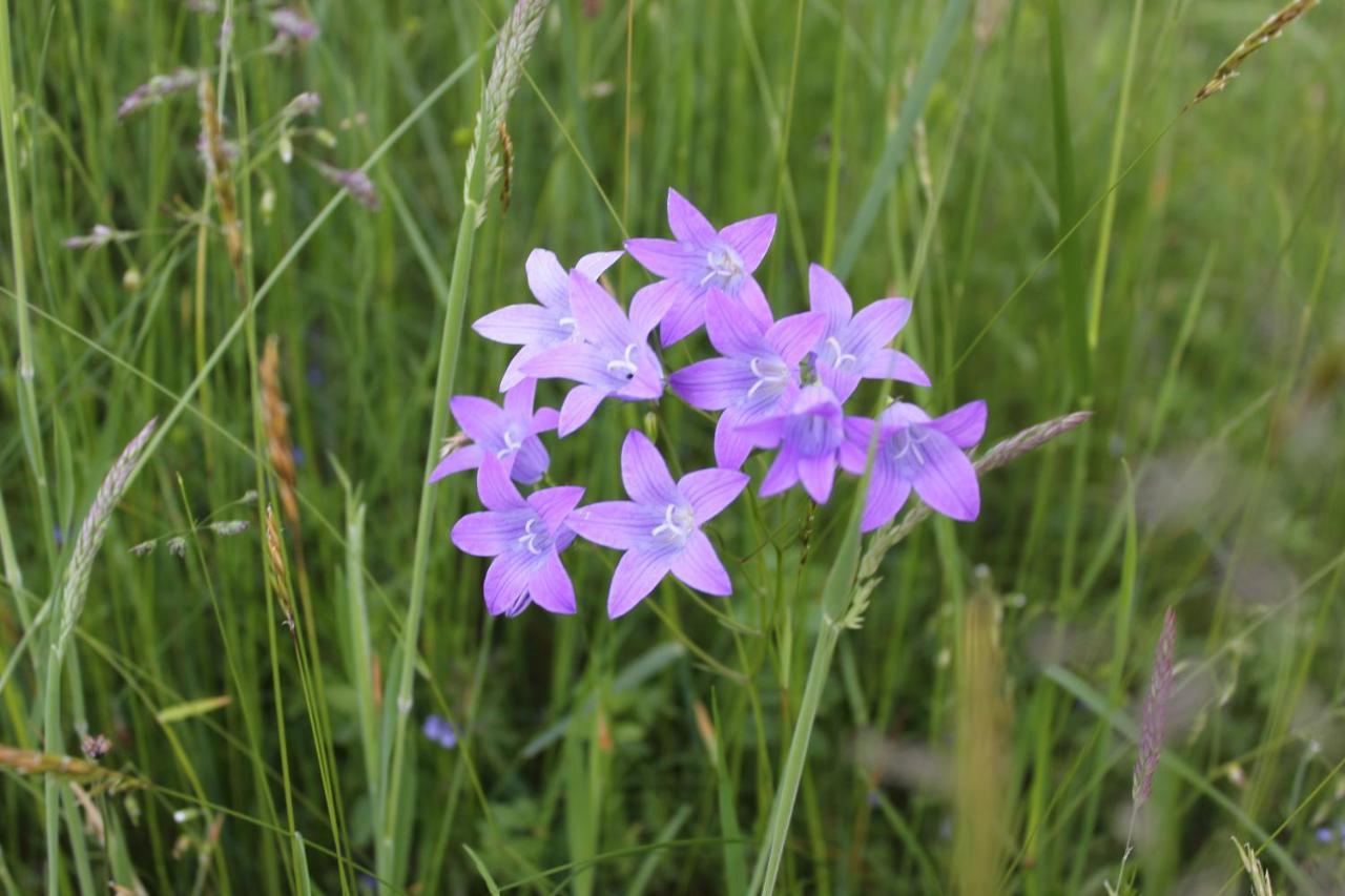 Naturparadies Silvia อัลเบอร์ชเวนเดอ ภายนอก รูปภาพ
