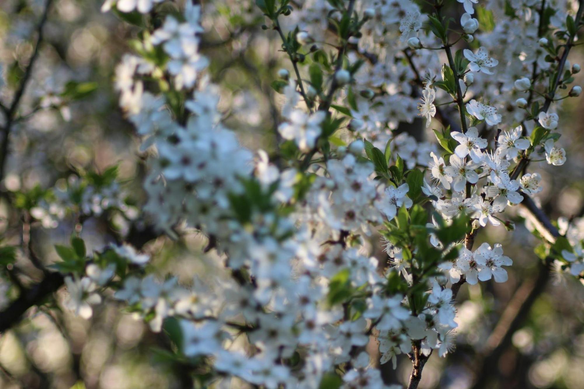 Naturparadies Silvia อัลเบอร์ชเวนเดอ ภายนอก รูปภาพ