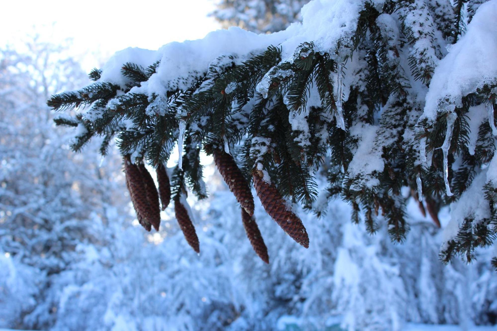 Naturparadies Silvia อัลเบอร์ชเวนเดอ ภายนอก รูปภาพ